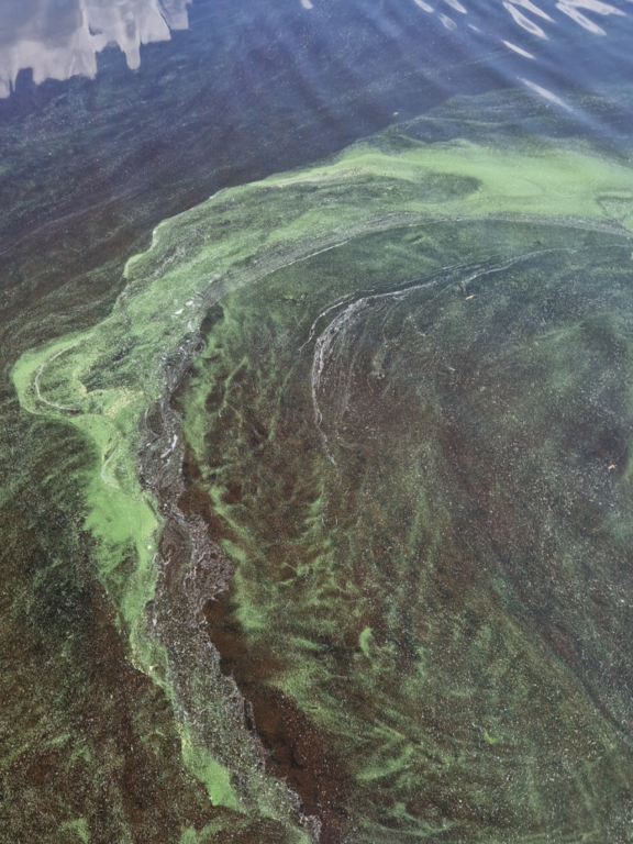 Pyhäselkä (Saimaa) (04.321.1.001)-Kaskesniemi-ObsALG-202306261246-64995f82cfbcd.png