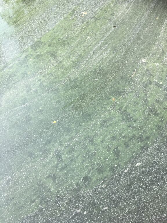 Hirvensalo - Kakskerta-Särkilahti-ObsALG-201808311219-36.jpeg