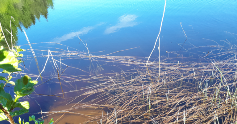 Kallavesi (yhd.)-Rotarien sinileväseuranta (Puutossalmi)-ObsALG-202206071011-62a04e8f87380.png