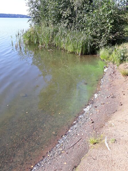 Tiedosto:Mäyriän ranta 270819.jpg