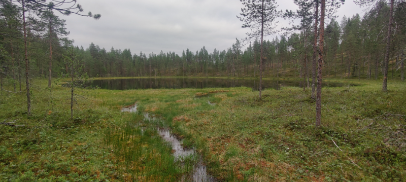 Tiedosto:Muojärven lähialue (74.021)-Oravilampi-ObsIMG-202207201931-62d82e26d87a9.png