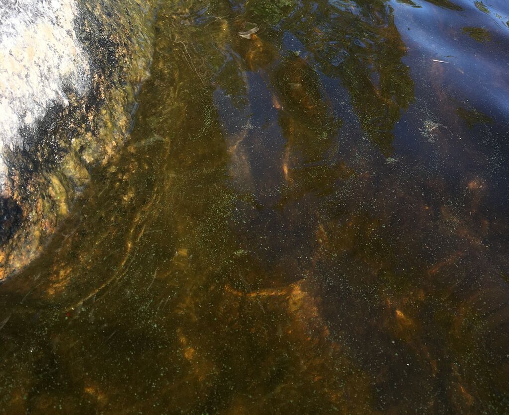 Päijänne (yhd.)-Haukkasalo-ObsALG-201907252213-70.jpg