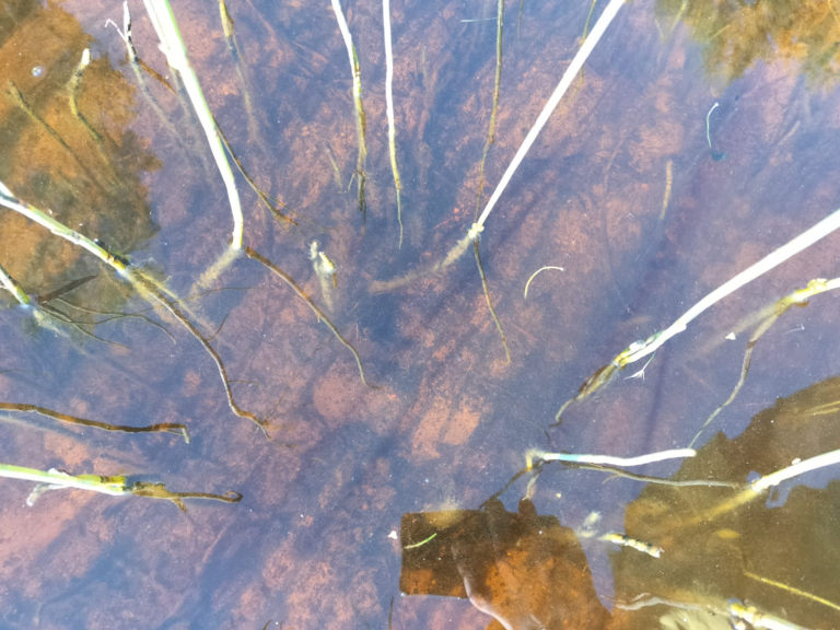 Rytinkijärvi (61.522.1.001)-Valtakunnallinen sinileväseuranta (Rytinkisalmi)-ObsIMG-202407230845-669f43d31a311.png