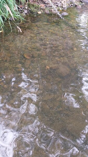 Tiedosto:20170729 135821.jpg