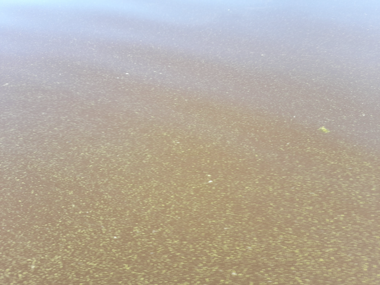 Hiidenvesi (23.031.1.001)-Pyölinniemi-ObsALG-202206261000-62babe35c9bbc.png