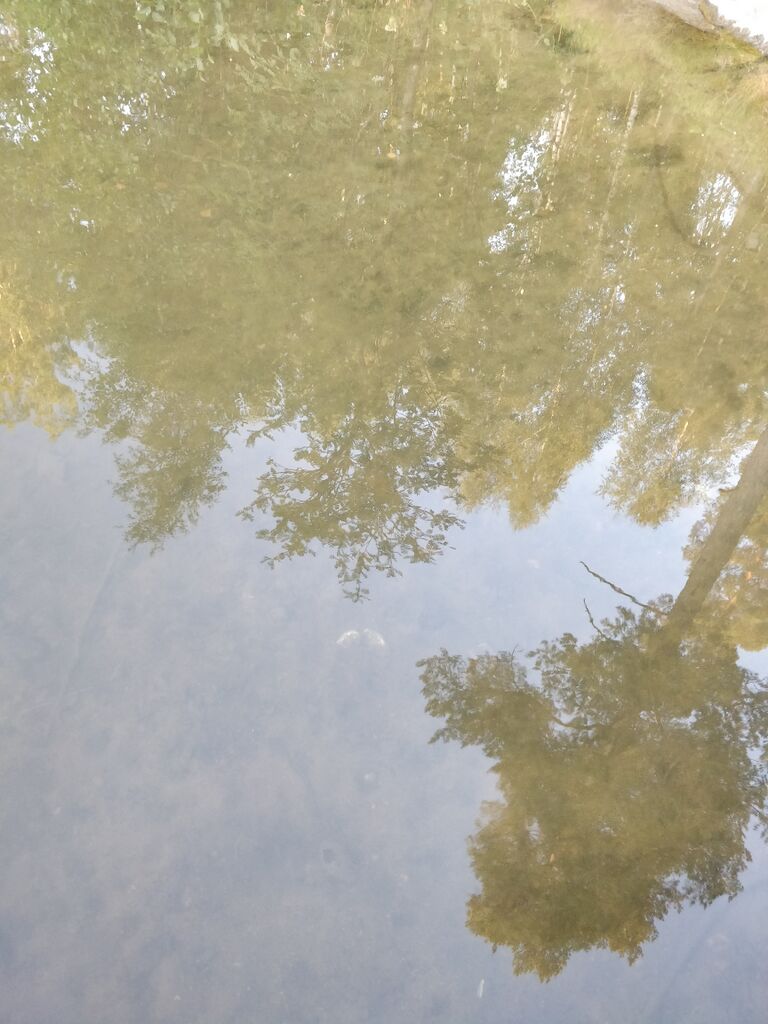 Kirmusjärvi (23.024.1.002)-Myllykylän lahti-ObsIMG-201807211018-80.jpg