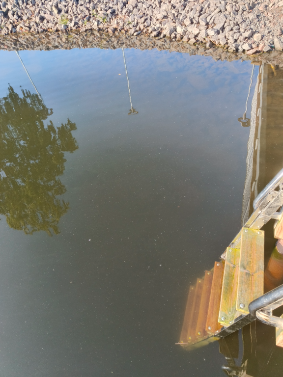 Pyhäjärvi (34.031.1.001)-Valtakunnallinen sinileväseuranta (Katismaan uimaranta)-ObsALG-202408060811-66b1b09b2c110.png