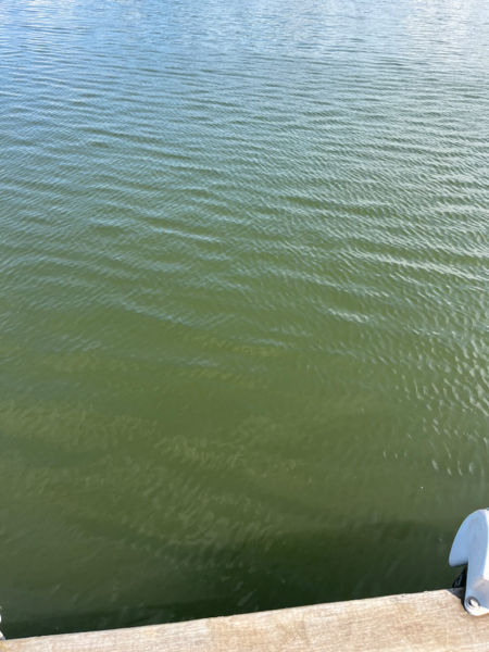 Tiedosto:Rauman edusta-Valtakunnallinen sinileväseuranta (Syväraumanlahti)-ObsIMG-202506171049-1750147428226.png