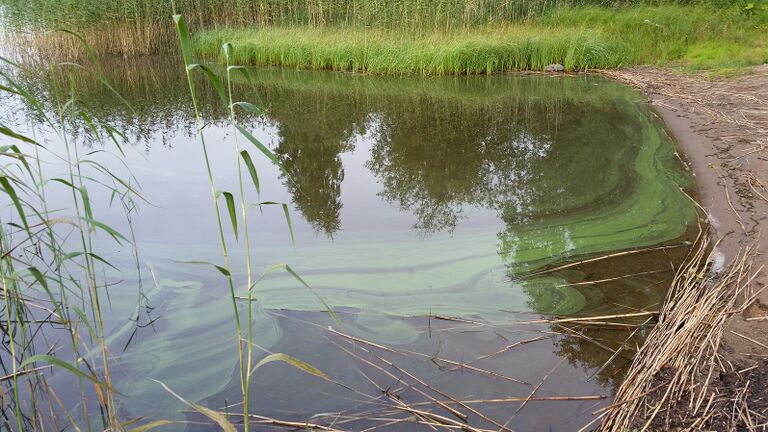 20170822 Kevaton Panninniemi.jpg