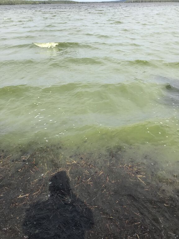 Aalisjärvi (67.954.1.001)-Aalisjärvi-ObsIMG-201807071253-62.jpeg