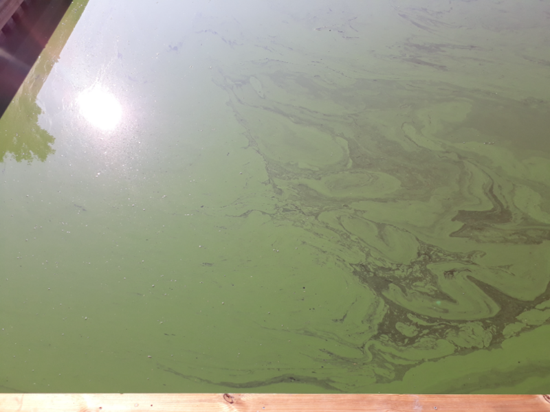 Tiedosto:Hiidenvesi (23.031.1.001)-Kirkkojärvi Vihti kk-ObsALG-202107240826-60fcf6d823462.png