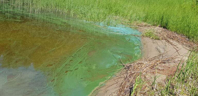 Koljonselkä (35.722.1.001)-Branderinranta-ObsIMG-201906161305-85.jpg