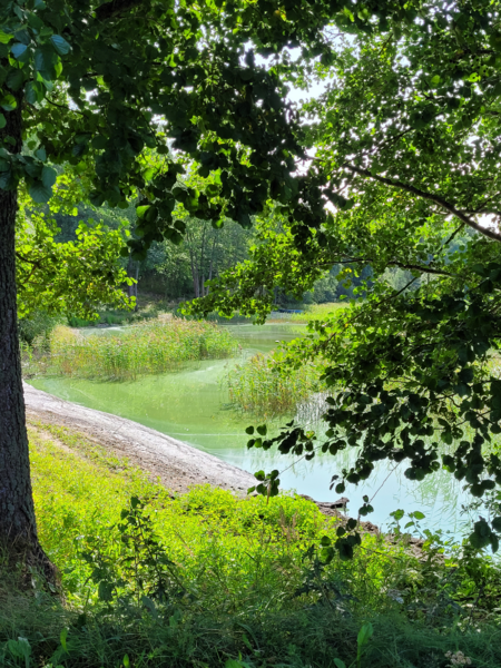 Tiedosto:Pyhäjärvi (16.003.1.001)-Pyykkiniekan uimaranta-ObsIMG-202408201314-66c46da4e3682.png