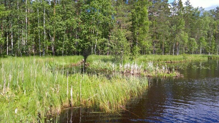 Vehka-Patamon ja Ryönänsuon laskuoja.jpg