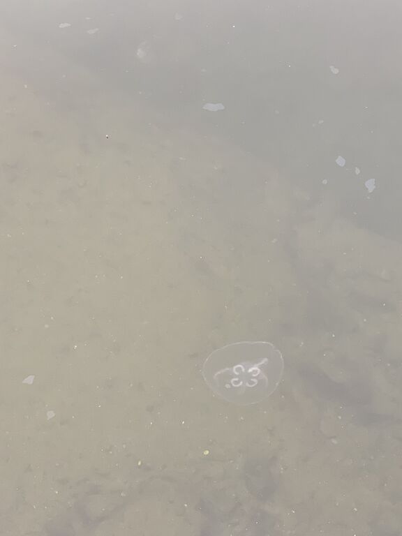 Dragsfjärdin ja Västanfjärdin välisaaristo-Kasnäs-ObsIMG-201910181853-66.jpeg