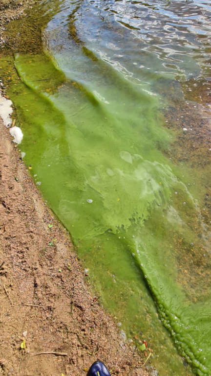 Hirvijärvi (21.033.1.009)-Havaintopaikka 1-ObsIMG-202107121756-60ec5989dbe9b.png