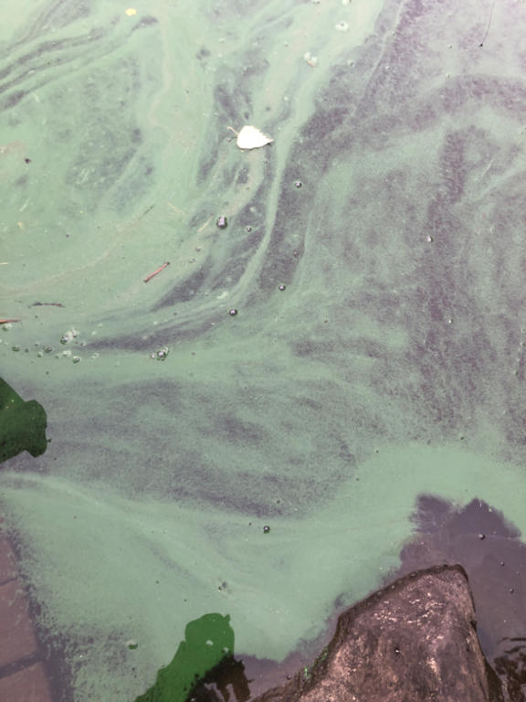 Jalanti (35.281.1.002)-Kapeikko-ObsALG-202409030712-66d68d5f9a7e1.png