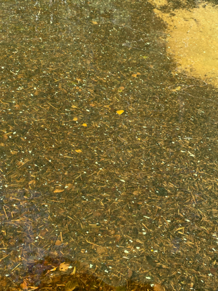 Tiedosto:Kallavesi (yhd.)-Vaajasalo, eteläranta-ObsALG-202309151300-65042b12210e5.png