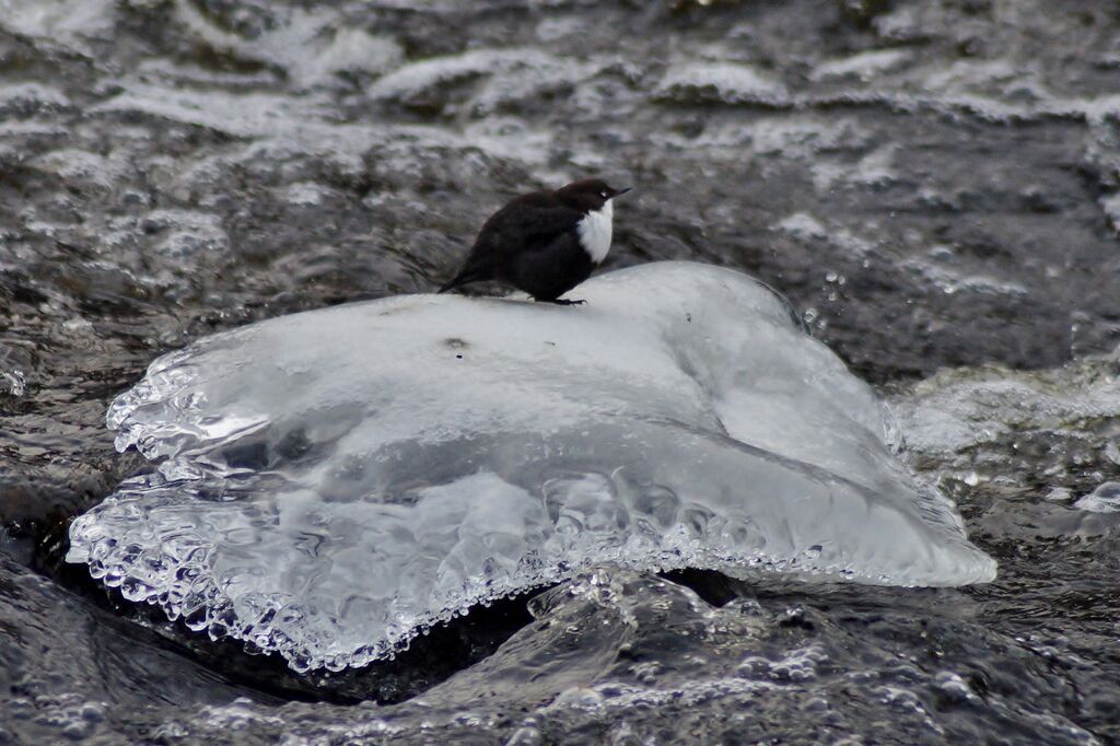 Lappalanjärven alue (14.181)-Havaintopaikka 1-ObsBIRD-201612161938-68.jpg