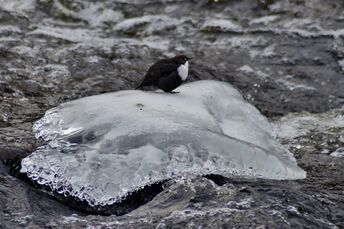 Lappalanjärven alue (14.181)-Havaintopaikka 1-ObsBIRD-201612161938-68.jpg