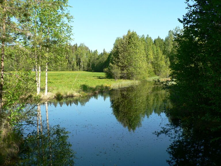 Leppälamminsuonpuron suu.JPG