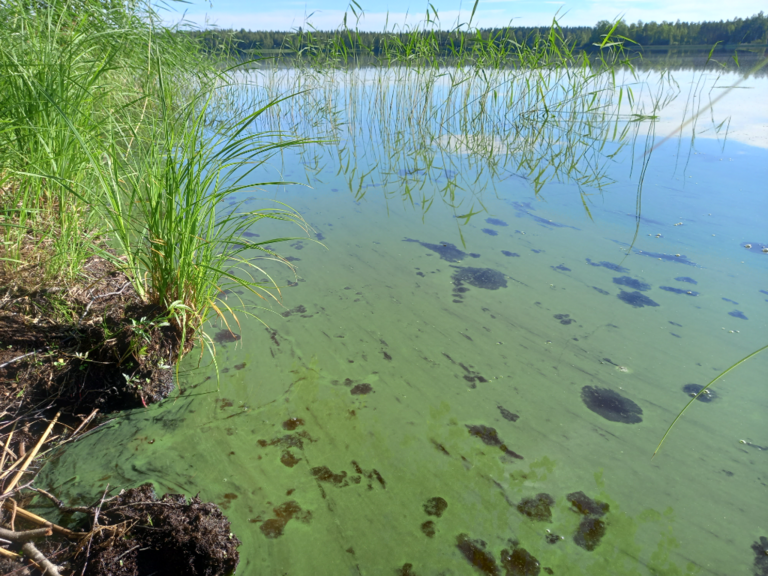 Toiviaisjärvi (04.552.1.013)-Havaintopaikka 1-ObsIMG-202106250937-60d579f8eb782.png