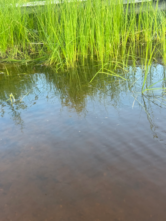 Toiviaisjärvi (04.552.1.013)-Valtakunnallinen sinileväseuranta (Kaarteenperä)-ObsIMG-202507141743-1752504387798.png