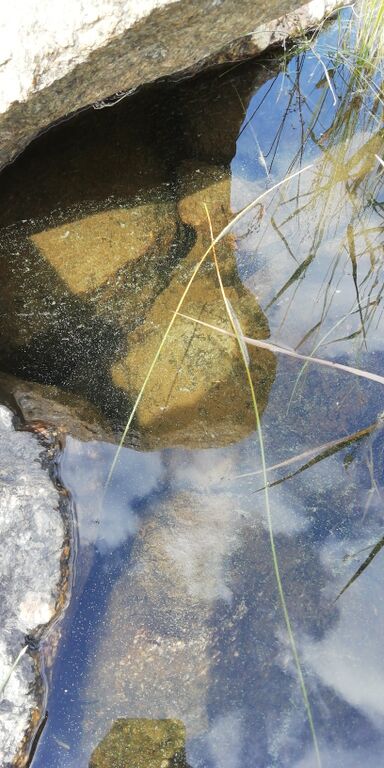 Hankmo-Värlax-Havaintopaikka 2-ObsALG-202007171231-61.jpg