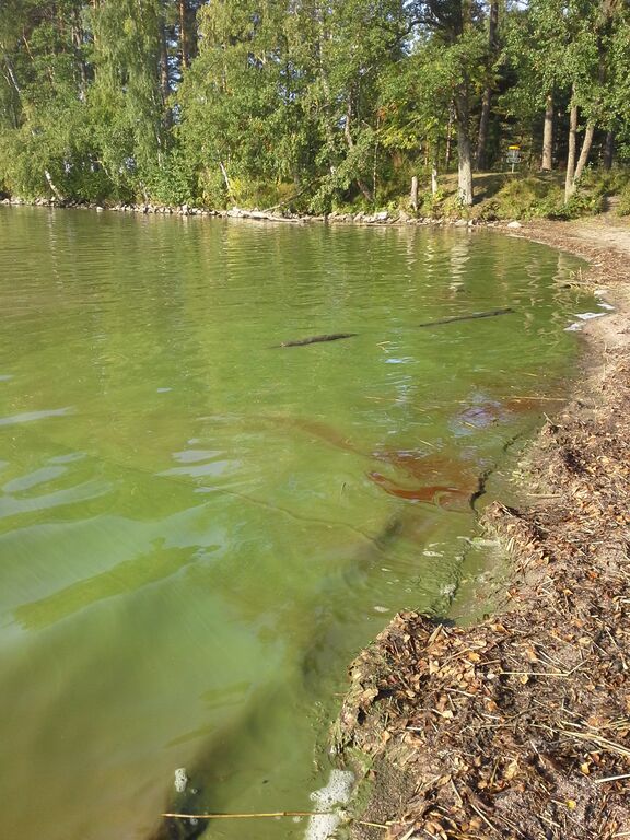 Kalmarinranta sinilev.jpg