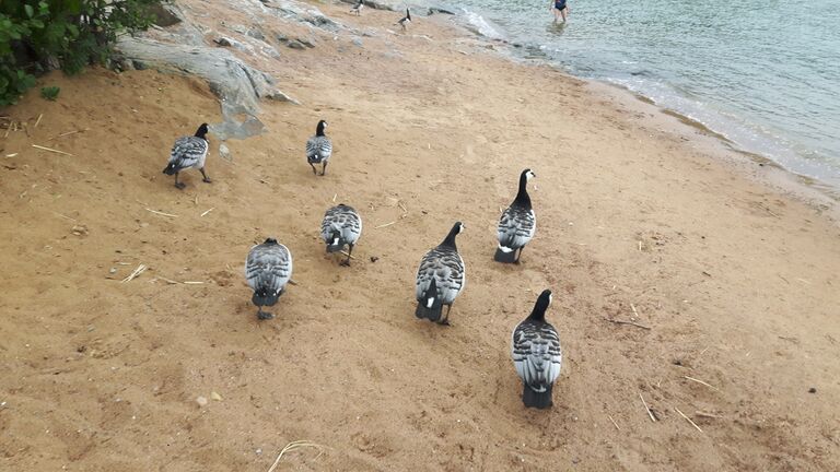 Pohjois-Airisto - Kotkanaukko-Saaronniemen uimaranta-ObsIMG-201707281548-81.jpg