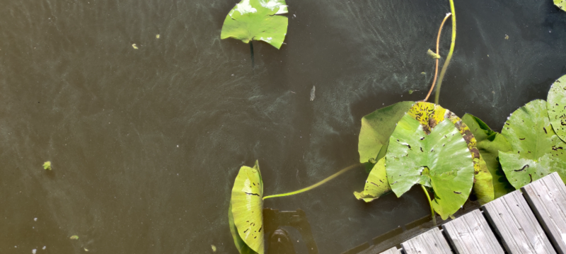 Tiedosto:Pyhäjärvi (35.211.1.001)-Kaakilanniemi, Kuttusaaren kohdalla-ObsALG-202107091119-60e807441aaee.png