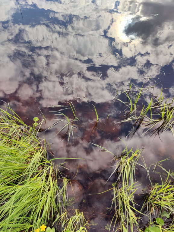 Rytinkijärvi (61.522.1.001)-Valtakunnallinen sinileväseuranta (Rytinkisalmi)-ObsIMG-202406110802-6667dabc814f4.png