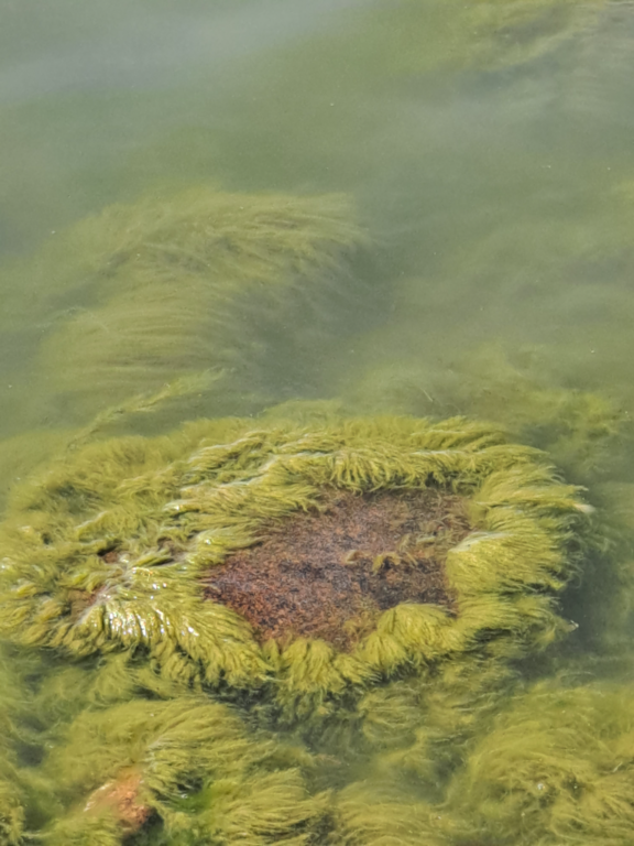 Suvisaaristo-Lauttasaari-Rotarien sinileväseuranta (Haukilahti, Mellstenintien kallioranta)-ObsALG-202107131118-60ed54d359c91.png