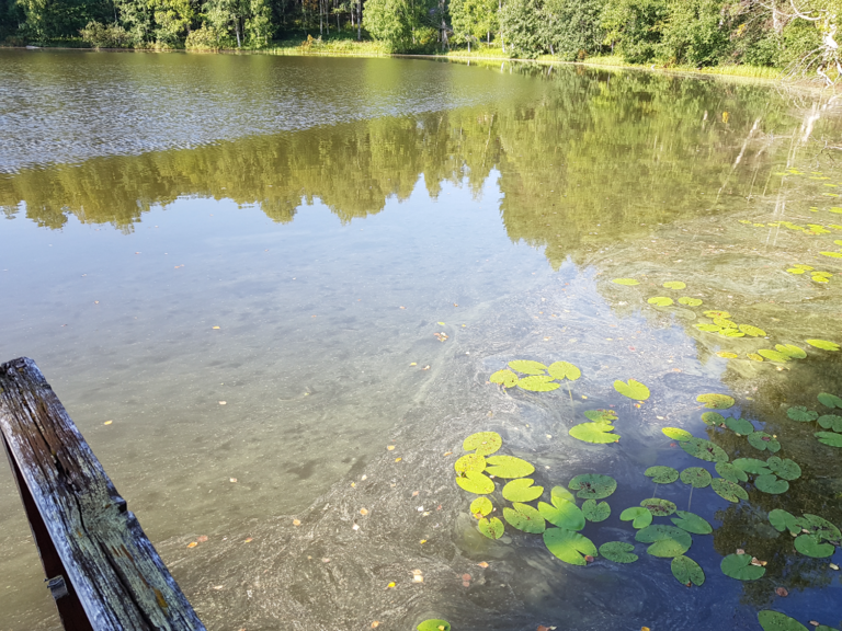 Aumanalanen (04.611.1.017)-Ranta-ObsIMG-202208161025-62fb48085cf97.png