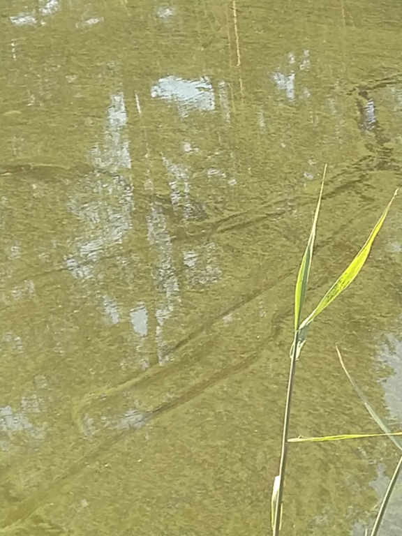 Flatöfjärden-Ryssö sund, Tröttviken-ObsIMG-202107130937-60ed383de51db.png