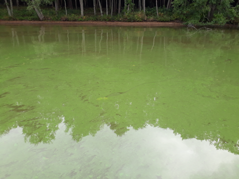 Hiidenvesi (23.031.1.001)-Rysätarha-ObsALG-202109121622-613dffabd9392.png