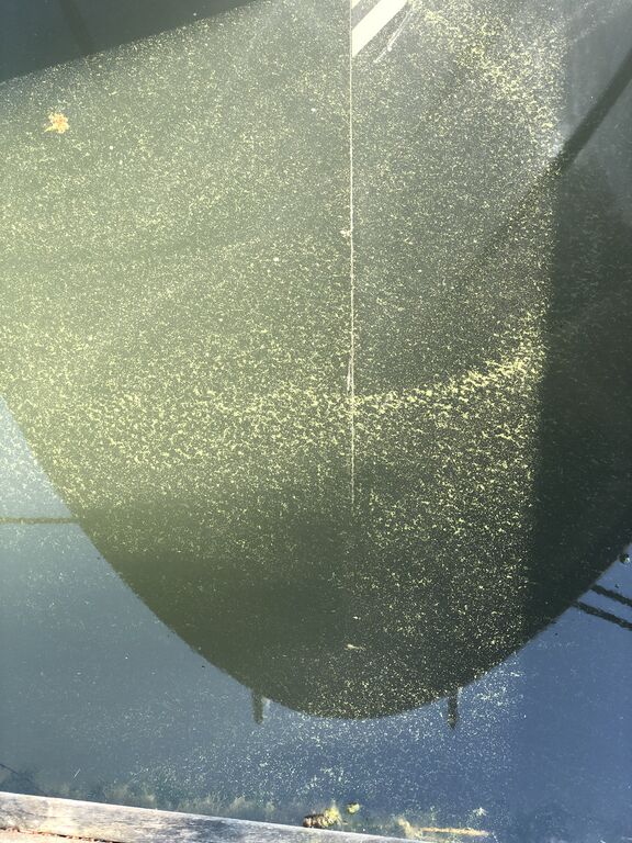 Paraisten ja Nauvon välinen vesialue-Rotarien sinileväseuranta (Lilla Ekholmen)-ObsIMG-202007170834-54.jpg