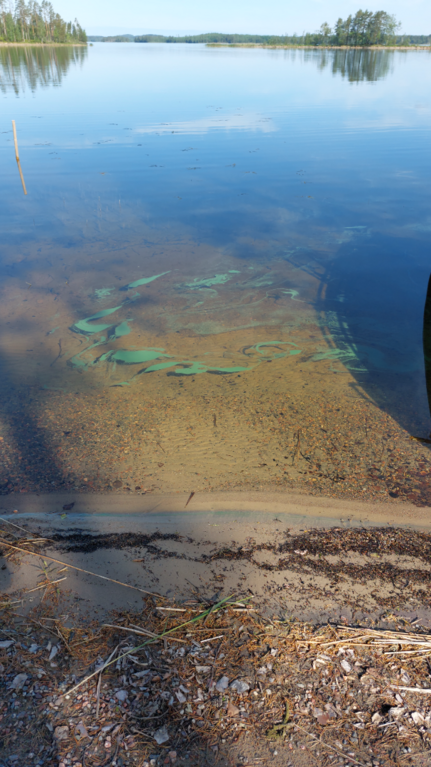 Pihlajavesi (Saimaa) (04.121.1.001)-Havaintopaikka 9-ObsIMG-202507021017-6864dd76346d8.png