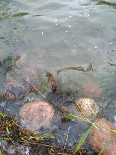 Tiedosto:Seurasaari-Rotarien sinileväseuranta (Laajalahti, Munkkiniemenranta)-ObsALG-202008052040-77.jpg