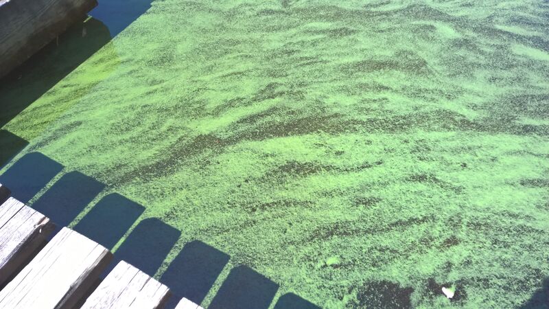 Tiedosto:Nerkoonjärvi (35.538.1.010)-Salinlahti-ObsIMG-201806171837-49.jpg