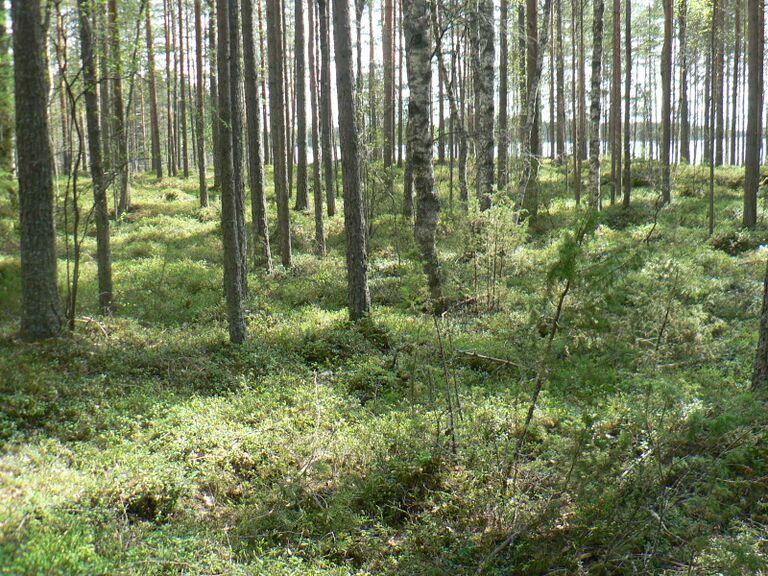 Riihiniemen mustikkakangas.JPG
