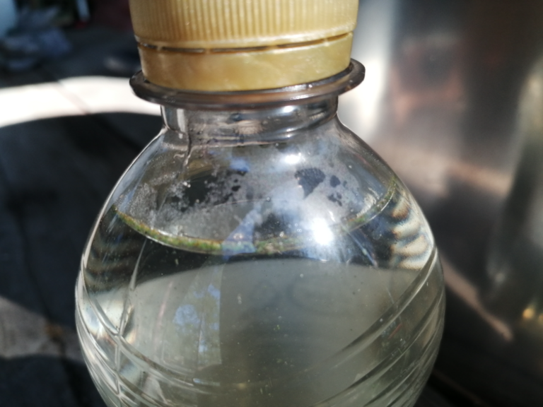 Saimaa (04.112.1.001)-Petraselkä-ObsALG-202208141239-62f8c33e0a7eb.png