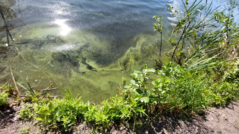 Ahvenlampi (04.112.1.047)-Ahvenlampi-ObsIMG-202307111015-64ad669828b3b.png