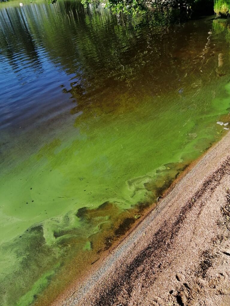 Kyrösjärvi (35.521.1.001)-Havaintopaikka 1-ObsALG-202006231825-76.jpg