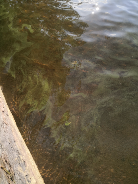 Tiedosto:Lohjanjärvi (23.021.1.001)-Havaintopaikka 5-ObsIMG-202106191852-60ce133121b86.png