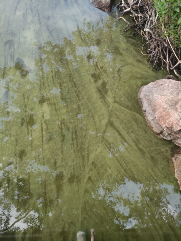 Pyhäjärvi (34.031.1.001)-Alhonranta-ObsALG-202206271225-62b977969bfd7.png