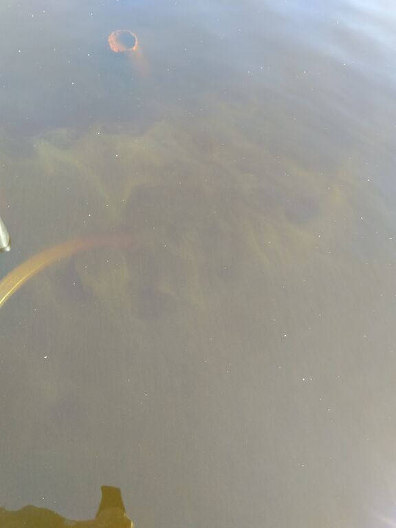 Työtjärvi (18.057.1.001)-Lohimäki-ObsIMG-202005231100-86.jpg