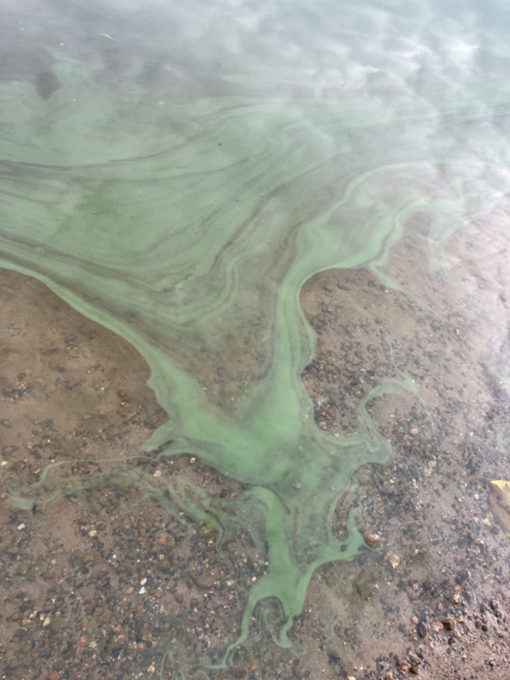 Ukonvesi (Saimaa) (04.151.1.001)-Koivukummunpolku-ObsIMG-202209111645-631de6ae633c1.png