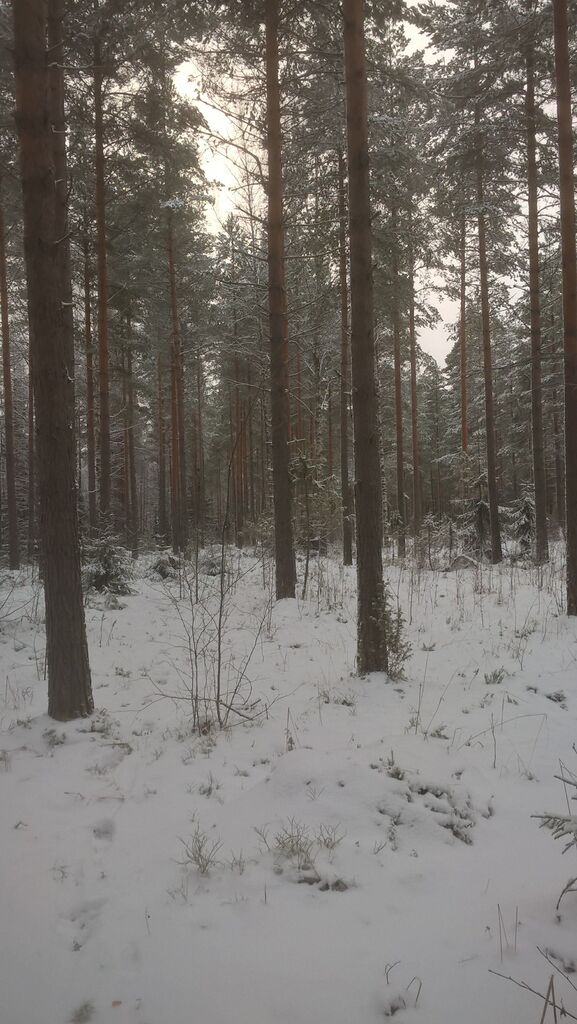 Ekojärven valuma-alue (35.787)-Rusthollinkangas-ObsSNOWLOAD-201701161427-28.jpg