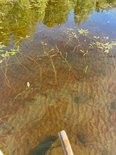 Tiedosto:Kallavesi (yhd.)-Vaajasalo, eteläranta-ObsALG-202309181120-650808dc82269.png